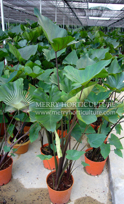 Alocasia 'red stem'